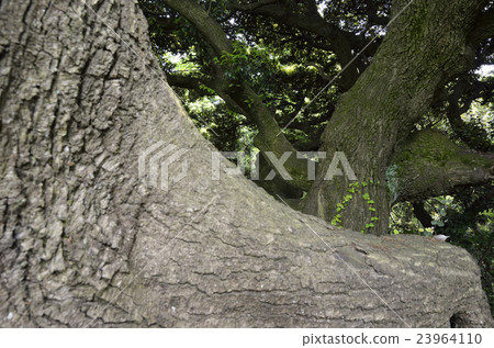Stem of a big tree Stem of a big tree 23964110