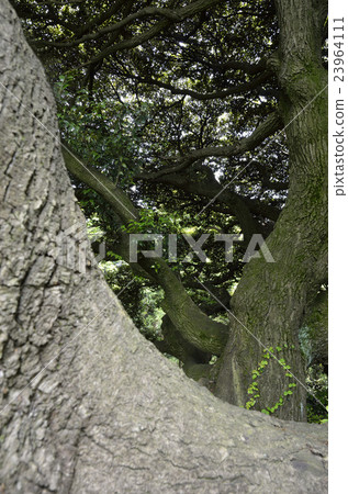 Stem of a big tree 23964111