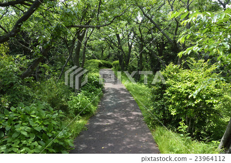 公園小徑 公園小徑 23964112