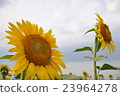 向日葵田E. 23964278