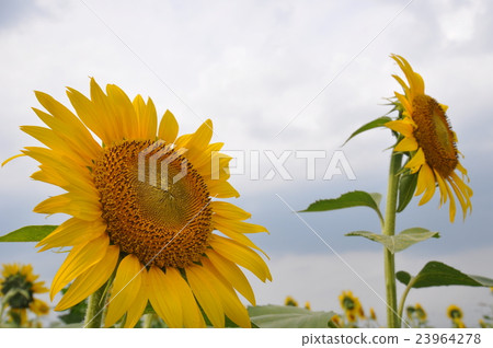向日葵田E. 23964278