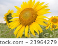 向日葵田F. 23964279