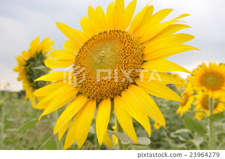 向日葵田F. 23964279