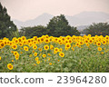 向日葵田G. 23964280