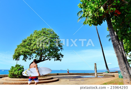 夏威夷的假期 夏威夷的假期 23964293