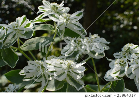 Hatsuyukisou 23964317