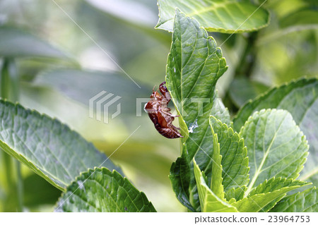 Abra Zemi (oil fish, squeak) Abra Zemi (oil fish, squeak) 23964753