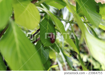 Abra Zemi (oil fish, squeak) Abra Zemi (oil fish, squeak) 23964755