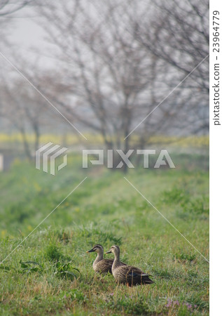 A couple of ducks A couple of ducks 23964779