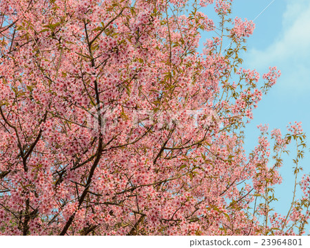 Wild Himalayan cherry blossom 23964801