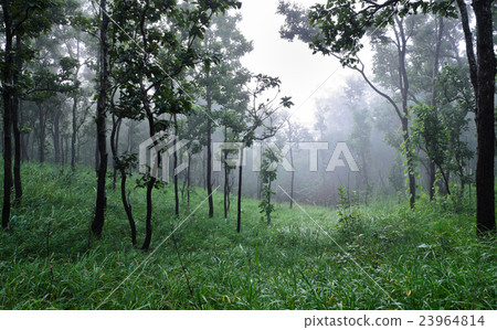 Dipterocarp forest  23964814