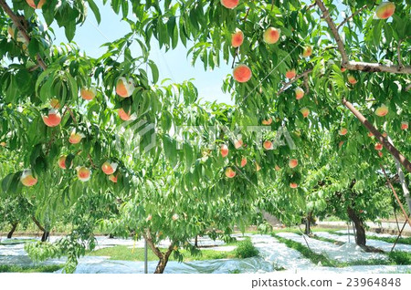 桃子 桃子 23964848