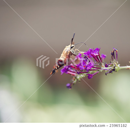 Hummingbird Moth 23965182
