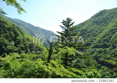 Photograph of Susumugyo Onsen dream suspension bridge Photograph of Susumugyo Onsen dream suspension bridge 23965261