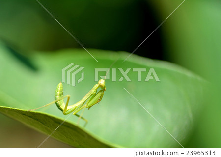 柚子葉上的蛇幼蟲 23965313