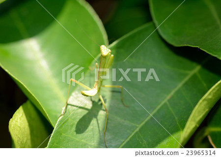 柚子葉上的蛇幼蟲 23965314