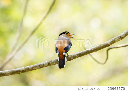 colorful bird Silver-breasted broadbil 23965570