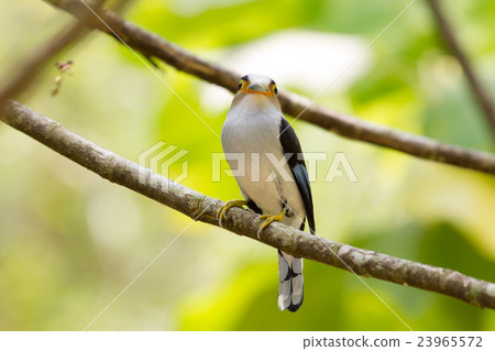 colorful bird Silver-breasted broadbil 23965572