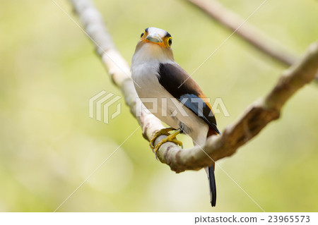 colorful bird Silver-breasted broadbil 23965573