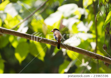 colorful bird Silver-breasted broadbil 23965596