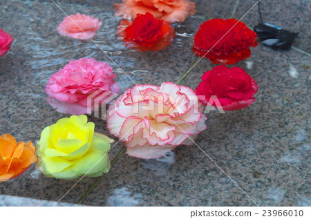 Flowers floating in water 23966010