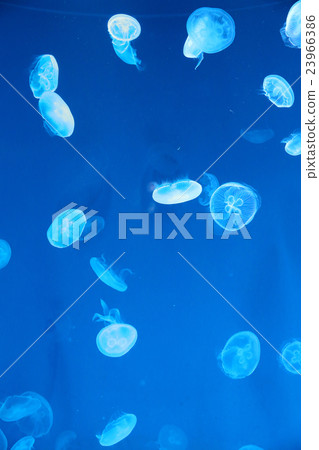 Moon jellyfish 23966386