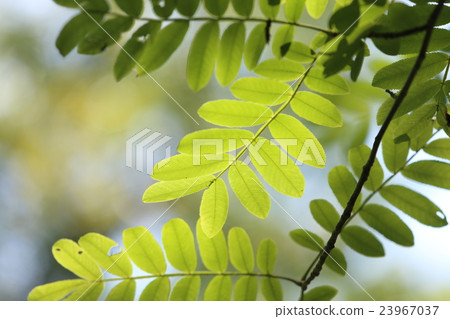 Fresh green 23967037