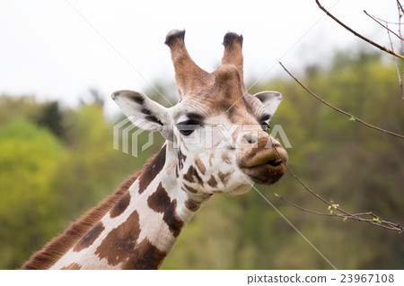 young cute giraffe grazing young cute giraffe grazing 23967108