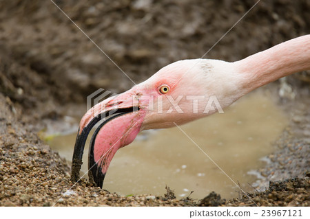 Rose Flamingo Rose Flamingo 23967121