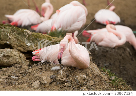 nesting Rose Flamingo with eng in nest 23967124
