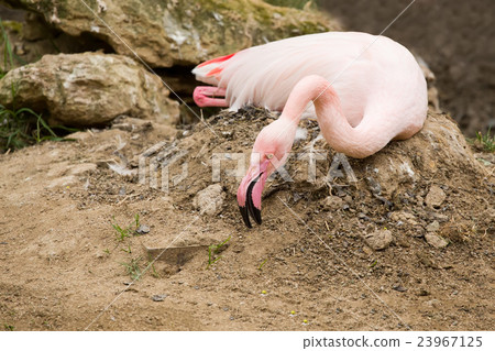 nesting Rose Flamingo with eng in nest 23967125