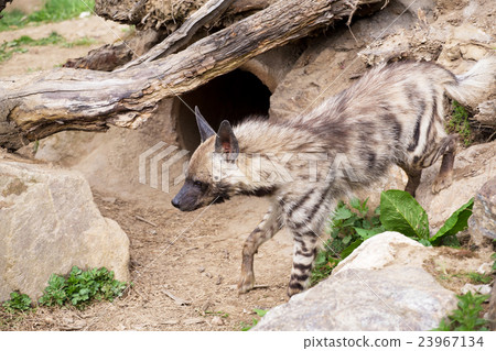 delhi safari hyena