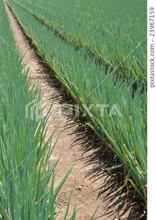 夏天的洋蔥田 夏天的洋蔥田 23967159