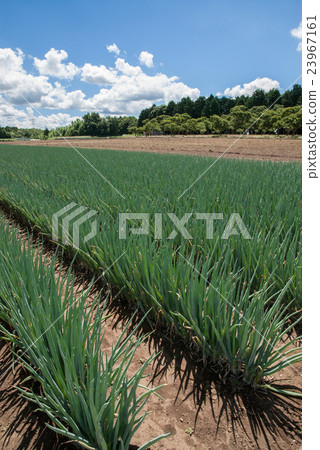 夏天的蔥領域藍天 夏天的蔥領域藍天 23967161