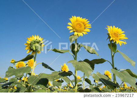 Sunflower 23967217