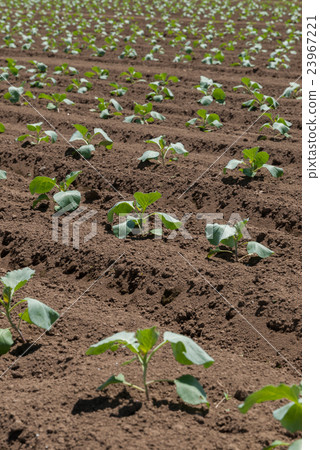 夏季白菜田2 23967221