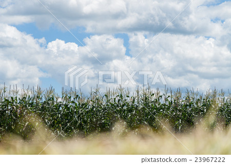 夏季玉米田（前面模糊） 23967222