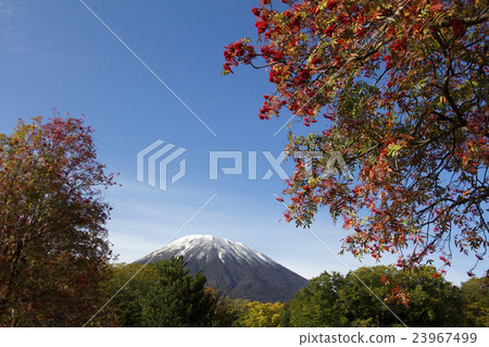 Autumnal leaves and Mount Yotei Autumnal leaves and Mount Yotei 23967499