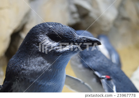 Fairy Penguin 23967778