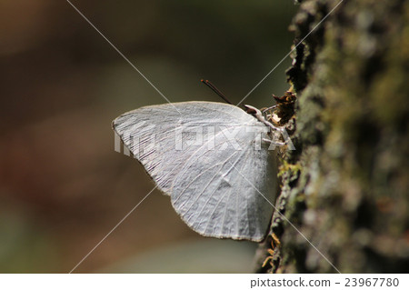 Uragine brevity Uragine brevity 23967780