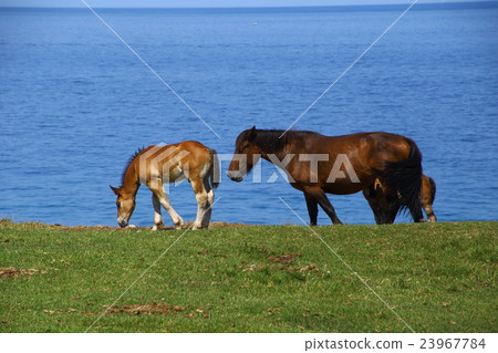 A cold horse of Okuyazaki in Aomori Prefecture A cold horse of Okuyazaki in Aomori Prefecture 23967784