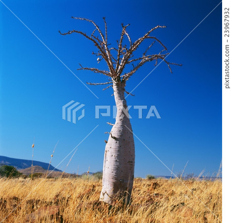 bottle tree 23967932