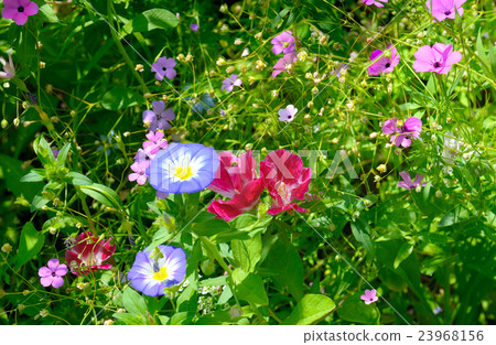 Beautiful background of garden flowers 23968156
