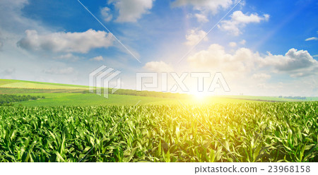 sunrise over the corn field 23968158