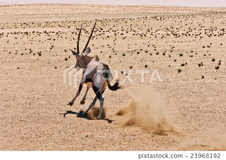 oryx oryx 23968192