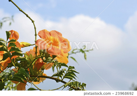 Nausua Kazura (Ling Flower) 23968692