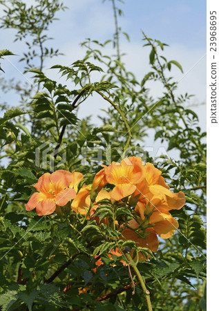 Nausua Kazura(玲花) Nausua Kazura(玲花) 23968695