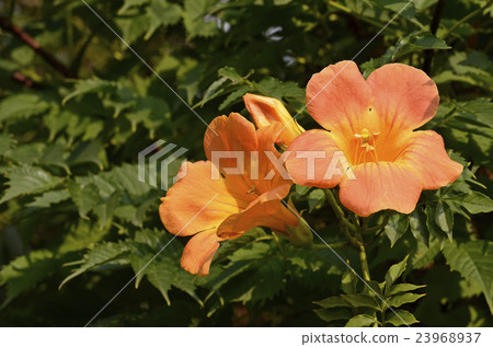 Nausua Kazura (Ling Flower) 23968937