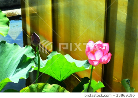 A lotus A lotus 23969190