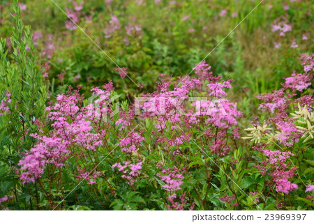 Shimotsukesou Shimotsukesou 23969397